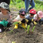 3.4歳児　小遠足 里芋ほり