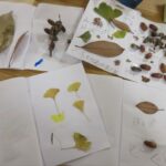 秋探し＆図鑑づくり　（ライトぐみ）