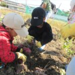 芋掘り遠足（５歳児）